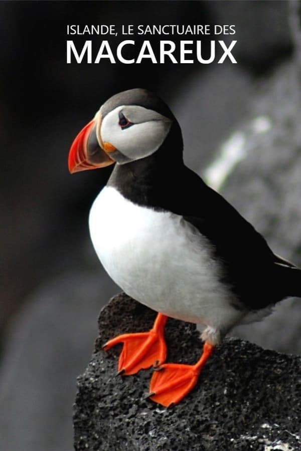 Islande, Le sanctuaire des macareux poster