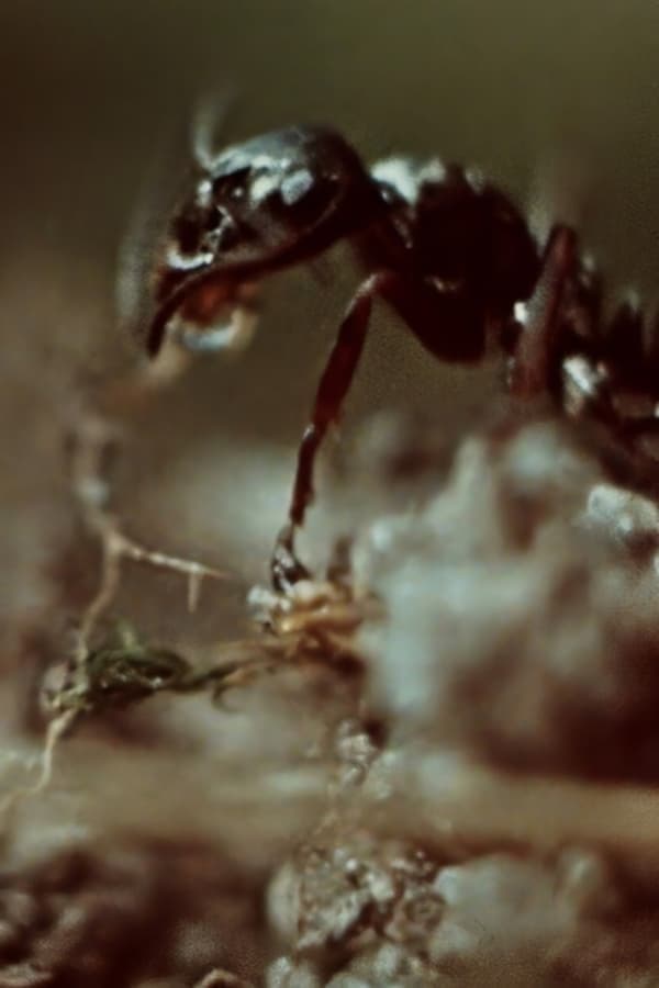 Ant Trails poster